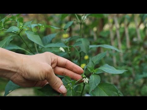 辣椒樹開花